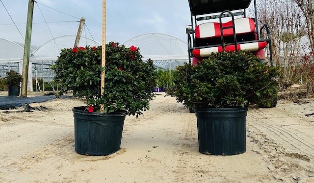 rhododendron-coronado-red-azalea