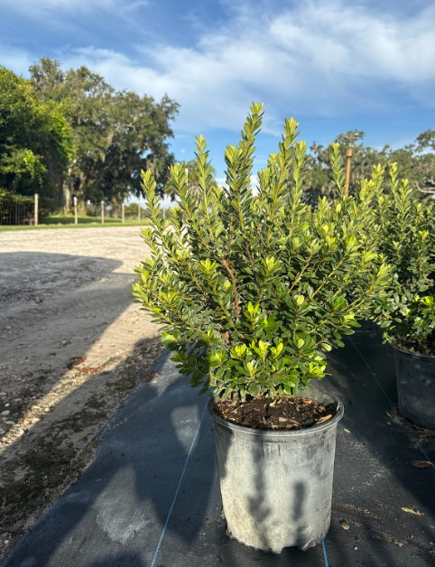 rhododendron-fashion-glendale-azalea