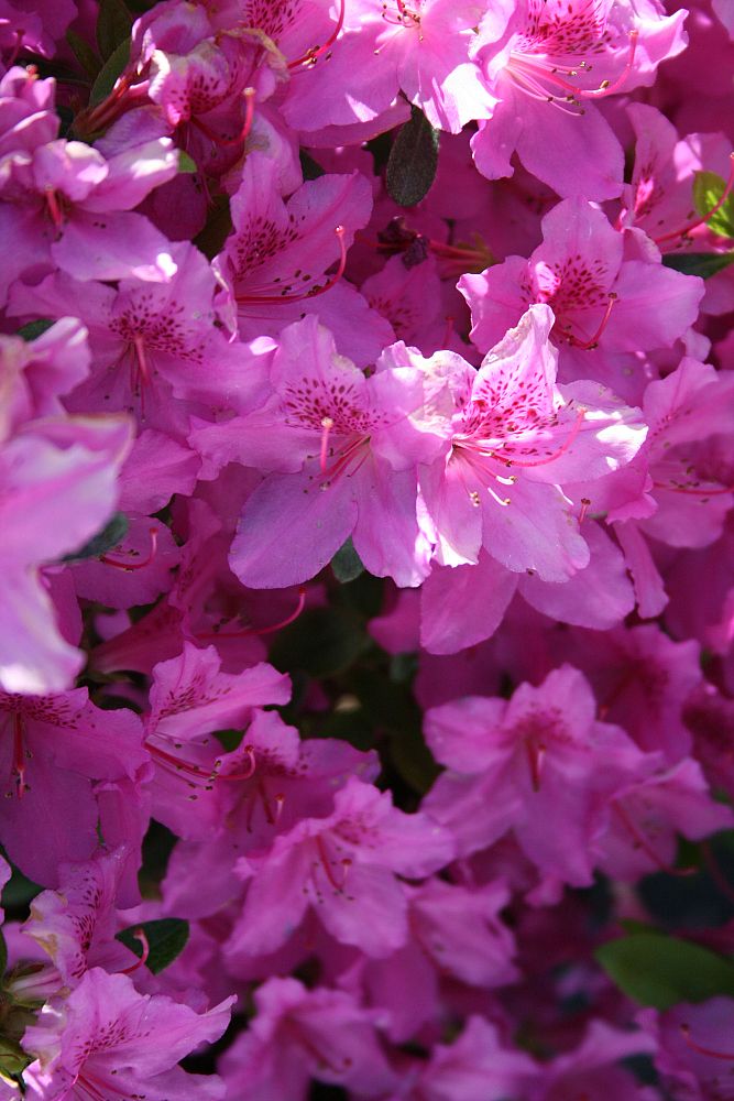 rhododendron-gumpo-pink-azalea