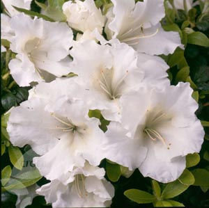 rhododendron-gumpo-white-azalea