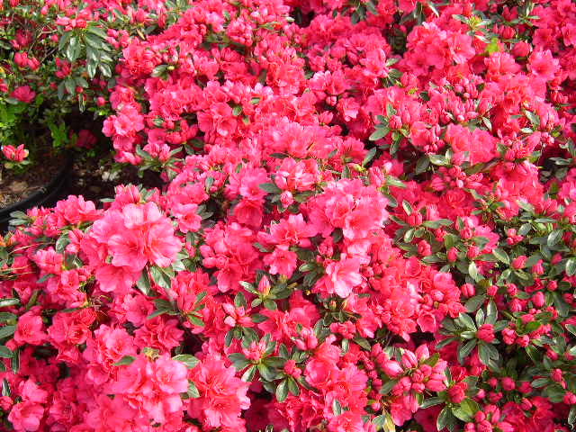 rhododendron-hershey-s-red-azalea
