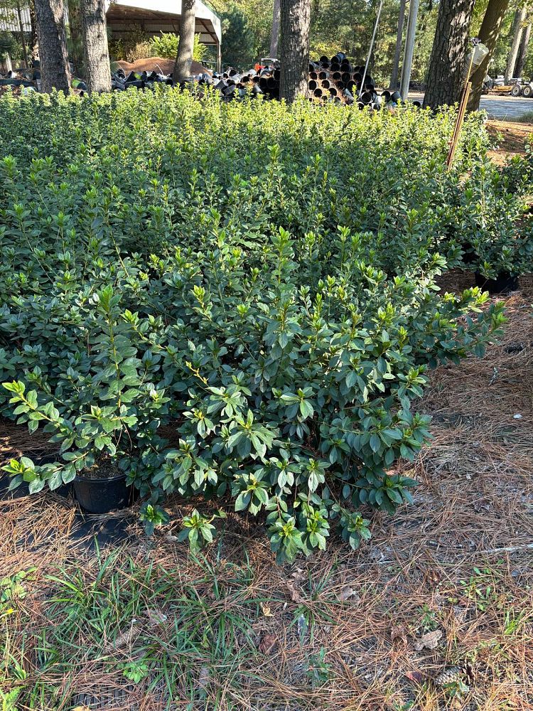 rhododendron-indicum-formosa-southern-indica-hybrid-azalea