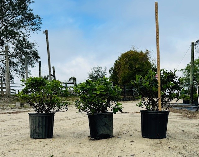rhododendron-indicum-george-l-taber-southern-indica-hybrid-azalea-george-tabor-azalea