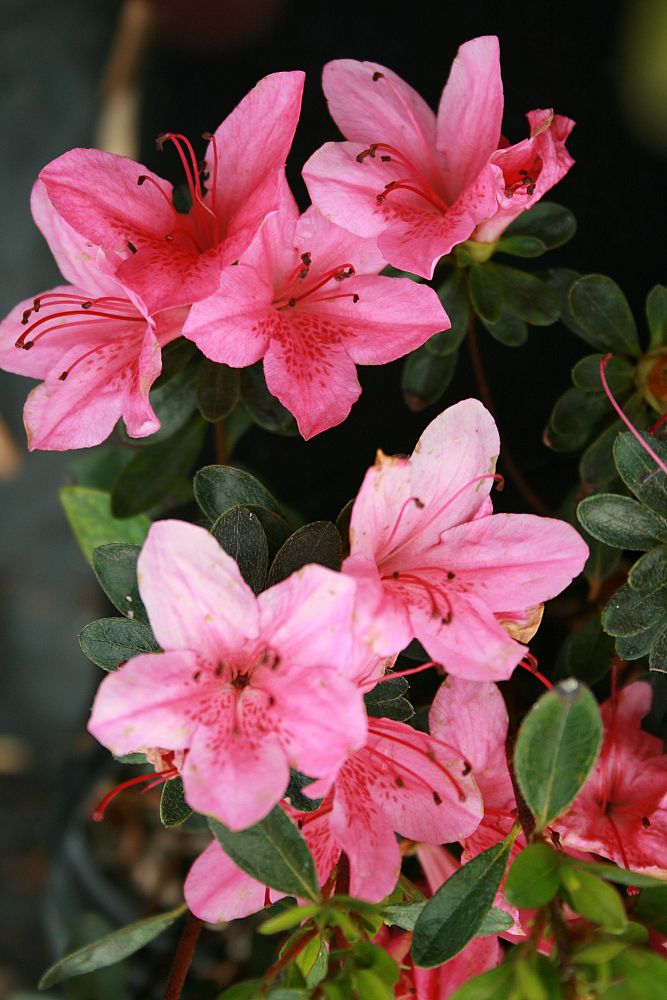 rhododendron-indicum-tradition-pink-southern-indica-hybrid-azalea-kurume-azalea
