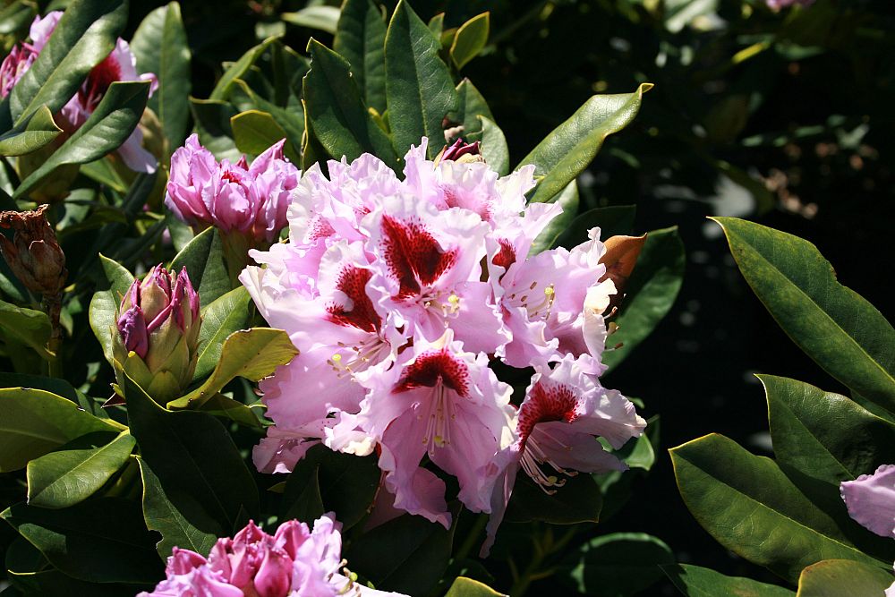 rhododendron-kabarett