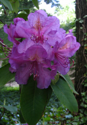 rhododendron-lee-s-dark-purple-azalea