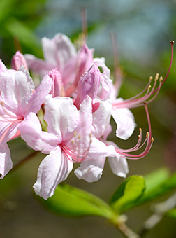 rhododendron-periclymenoides