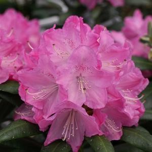 rhododendron-pkt2011-dandy-man-reg-pink-rhododendron