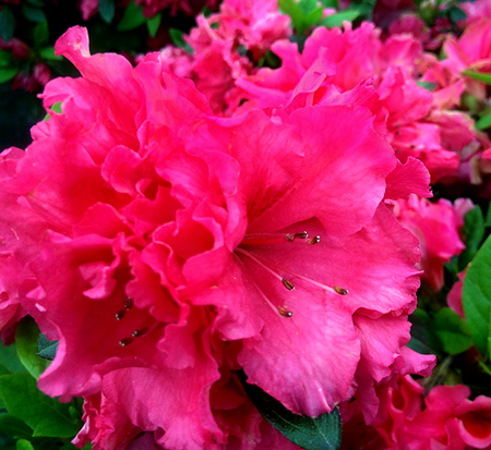 rhododendron-red-ruffles-rutherford-azalea