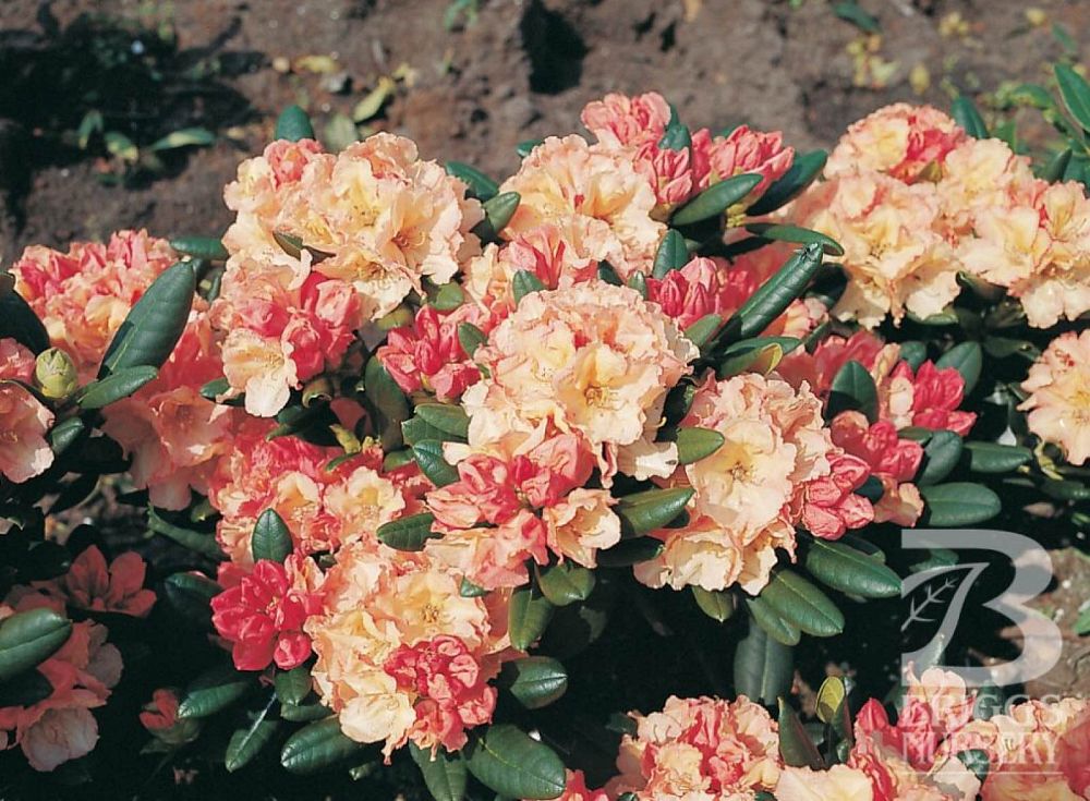 rhododendron-rimini