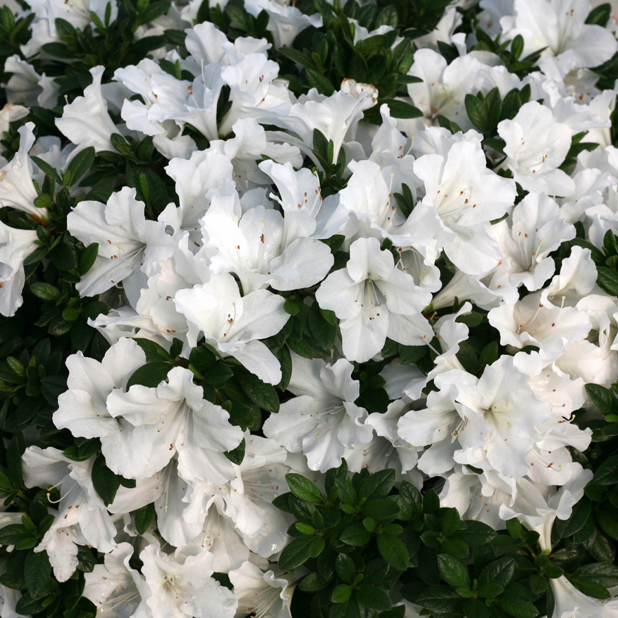 rhododendron-rlh1-3p3-bloom-a-thon-reg-white-reblooming-azalea