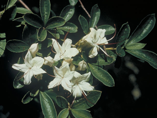 rhododendron-viscosum-swamp-azalea