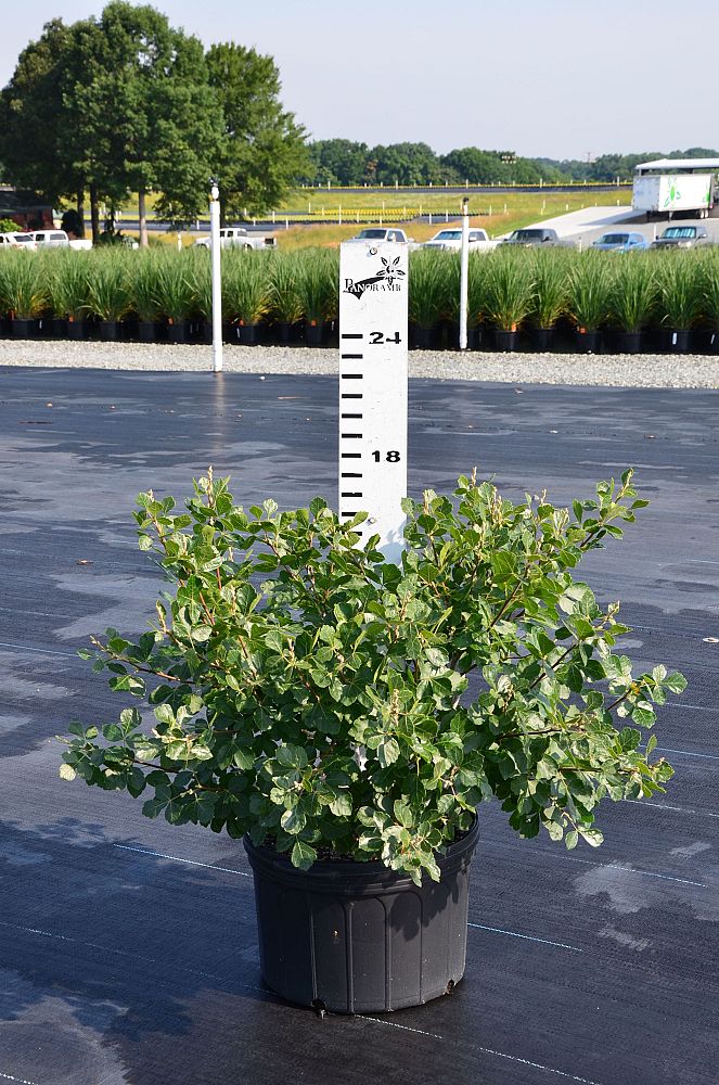 rhus-aromatica-gro-low-fragrant-sumac