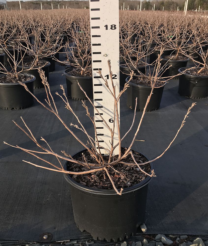 rhus-aromatica-gro-low-fragrant-sumac