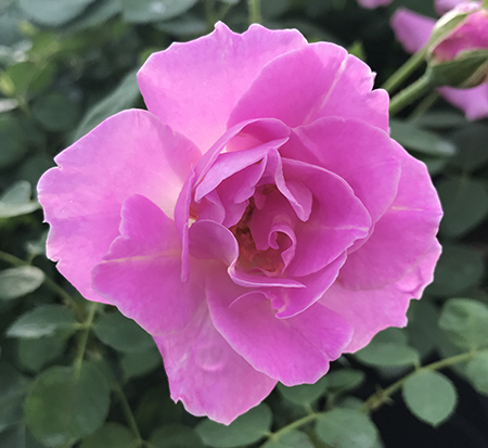 rosa-brindabella-first-lady-rose