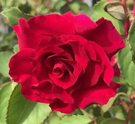 rosa-brindabella-red-empress-rose