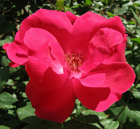 rosa-knock-out-knock-out-rose