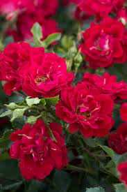 rosa-meigalpio-red-drift-reg-rose