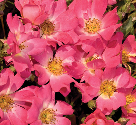 rosa-meijocos-pink-drift-reg-rose