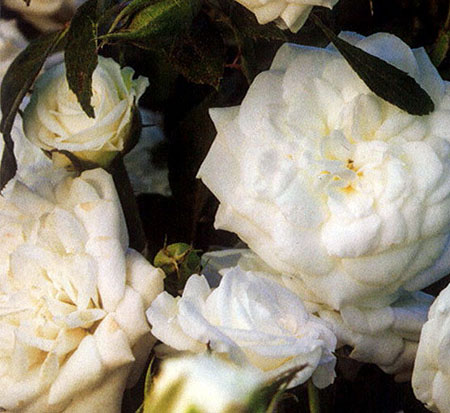 rosa-meizorland-white-drift-reg-rose-rosa-meiglise