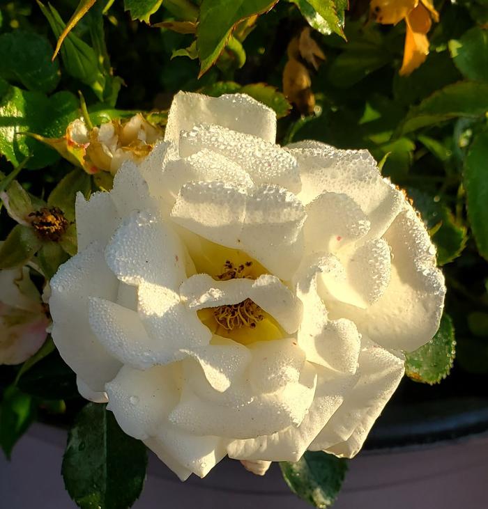 rosa-meizorland-white-drift-reg-rose-rosa-meiglise