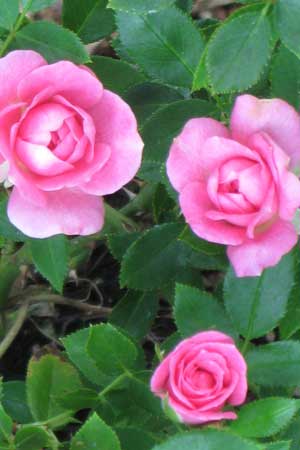 rosa-sunrosa-fragrant-pink-rose