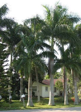 roystonea-regia-roystonea-elata-florida-royal-palm-cuban-royal-palm-royal-palm