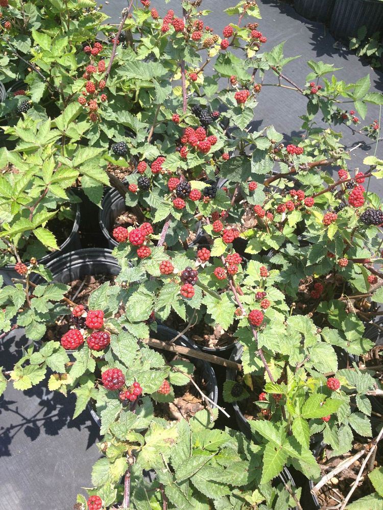 rubus-arapaho-blackberry-edible