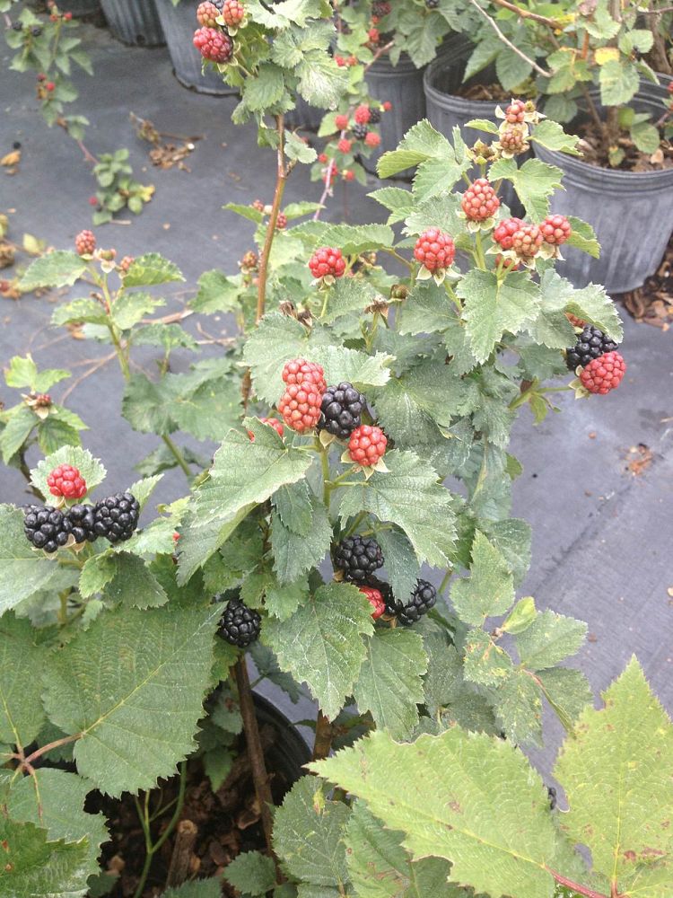 rubus-navaho-blackberry-edible