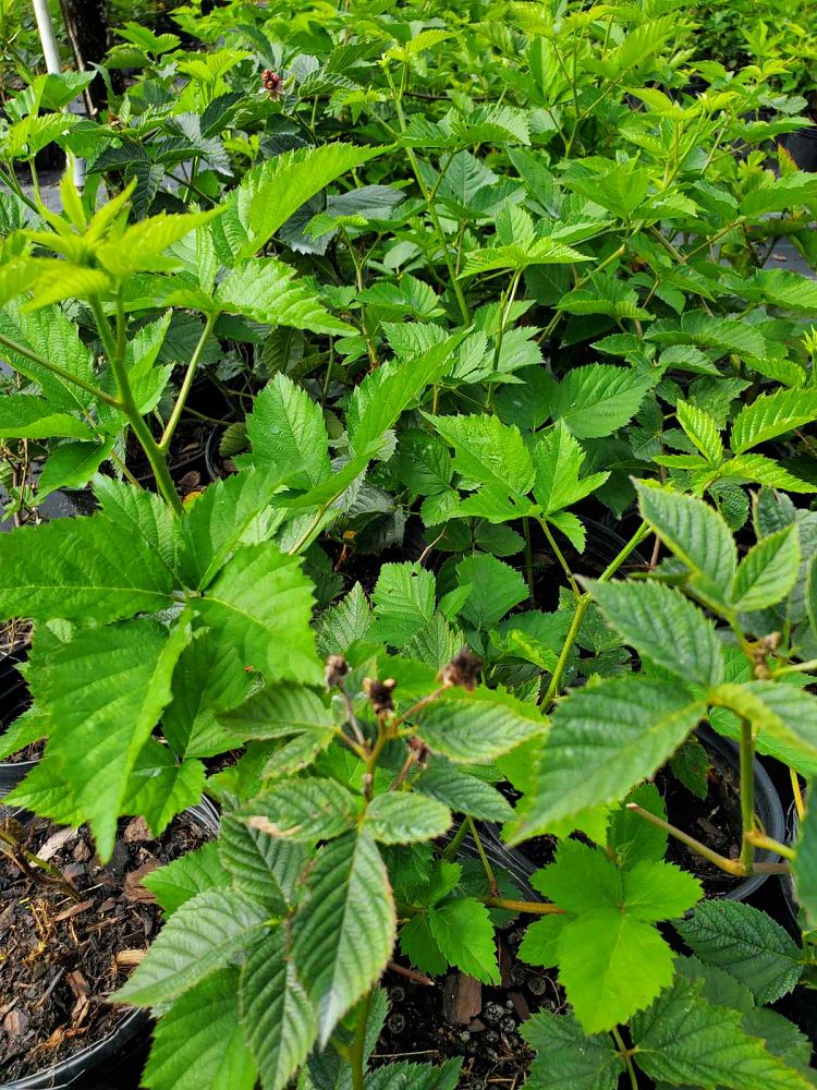 rubus-ursinus-ouachita-california-blackberry-edible