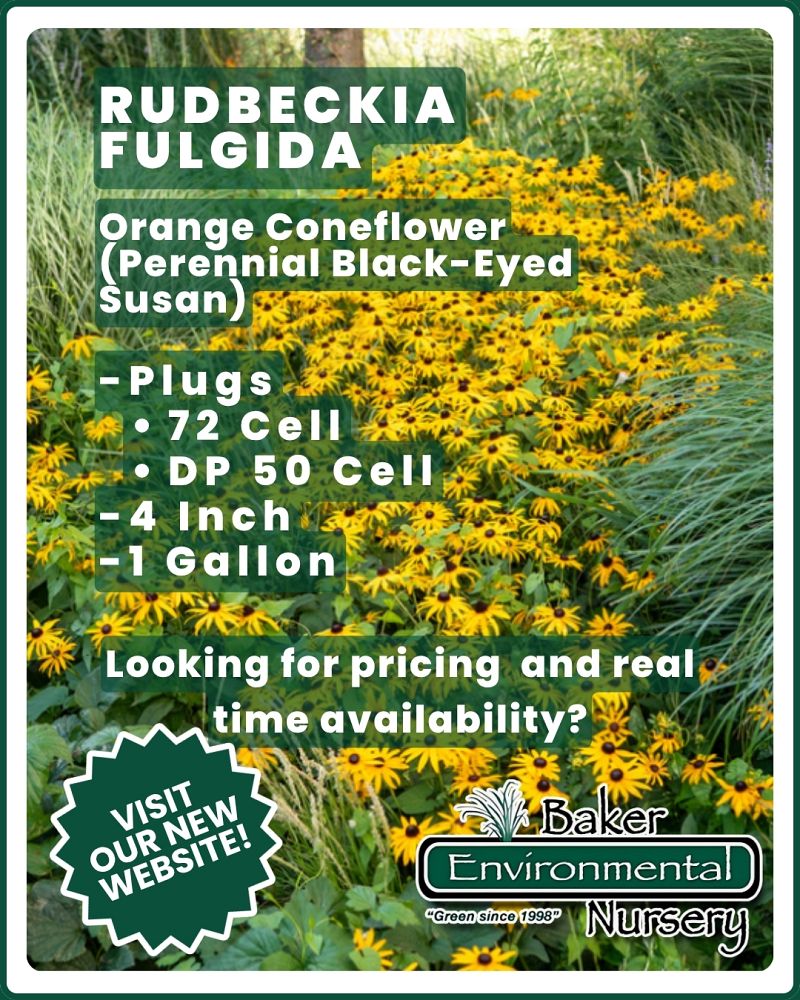 rudbeckia-fulgida-black-eyed-susan-orange-coneflower