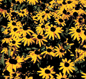rudbeckia-fulgida-sullivantii-goldsturm-black-eyed-susan-sullivant-s-coneflower
