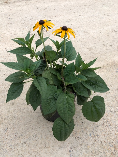 rudbeckia-fulgida-sullivantii-goldsturm-black-eyed-susan-sullivant-s-coneflower