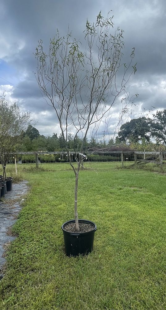salix-matsudana-hankow-willow-corkscrew-willow