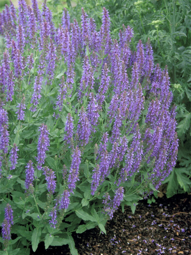 salvia-nemorosa-blue-hill-balkan-clary-ornamental-meadow-sage-perennial-woodland-sage-violet-sage