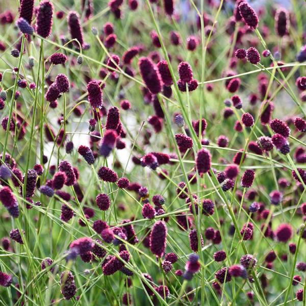 sanguisorba-plum-drops