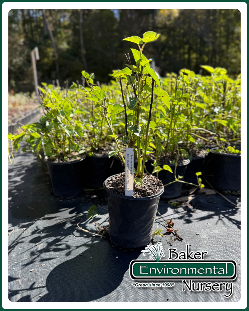 saururus-cernuus-lizard-tail-water-dragon-lizard-s-tail