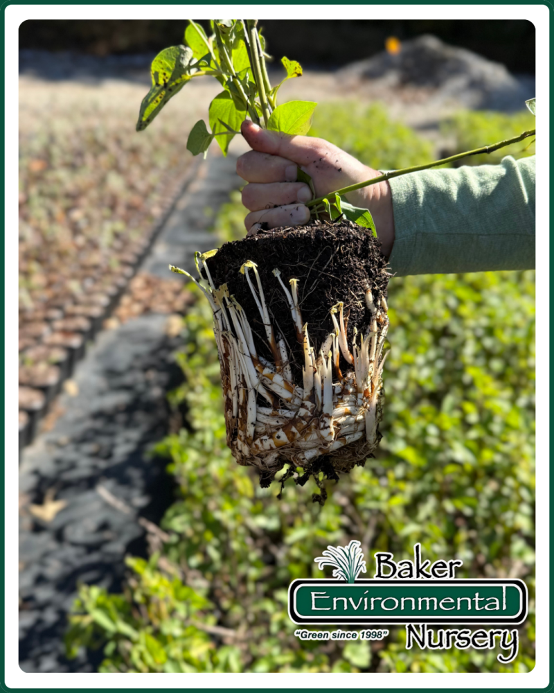 saururus-cernuus-lizard-tail-water-dragon-lizard-s-tail