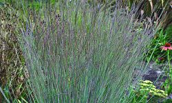 schizachyrium-scoparium-blue-heaven-little-bluestem-grass-andropogon-scoparium