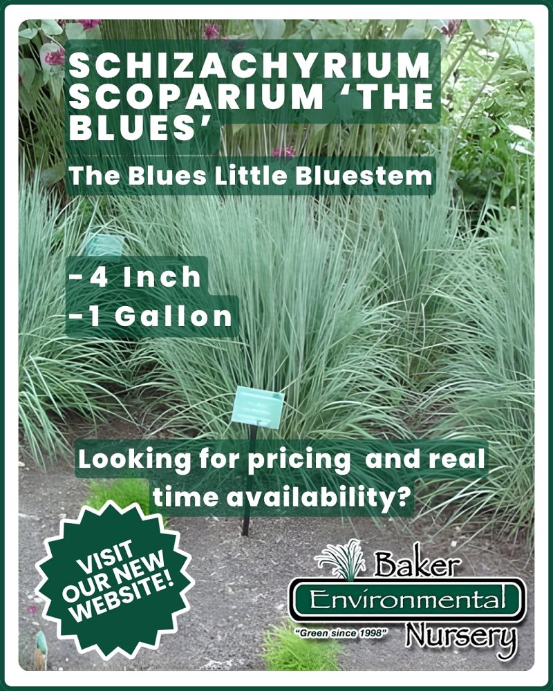 schizachyrium-scoparium-little-bluestem-grass-andropogon-scoparium