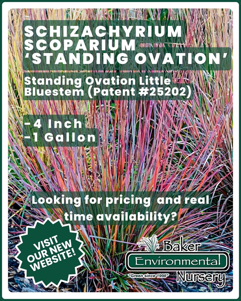 schizachyrium-scoparium-standing-ovation-little-bluestem-grass-andropogon-scoparium