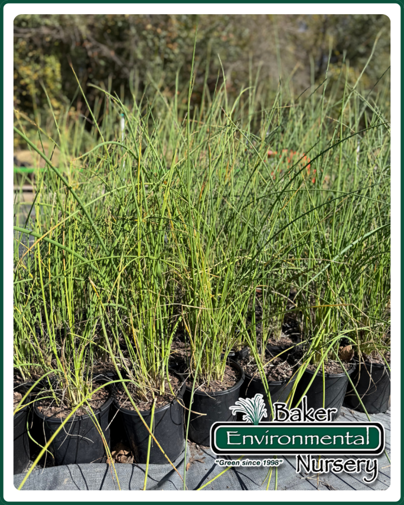 schoenoplectus-tabernaemontani-softstem-bulrush