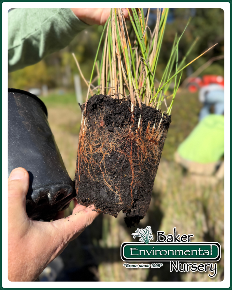 schoenoplectus-tabernaemontani-softstem-bulrush