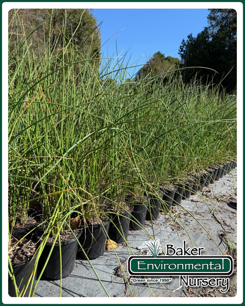 schoenoplectus-tabernaemontani-softstem-bulrush