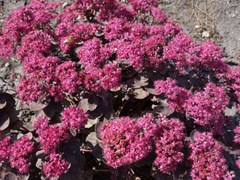 sedum-dazzleberry-hardy-stonecrop