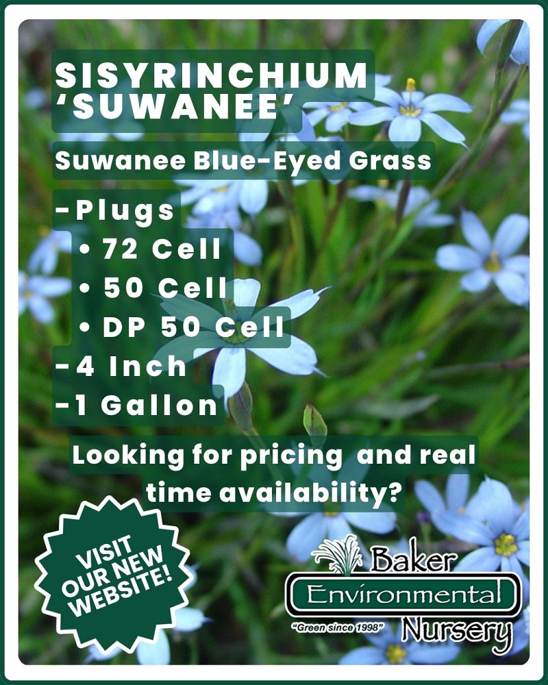 sisyrinchium-suwanee