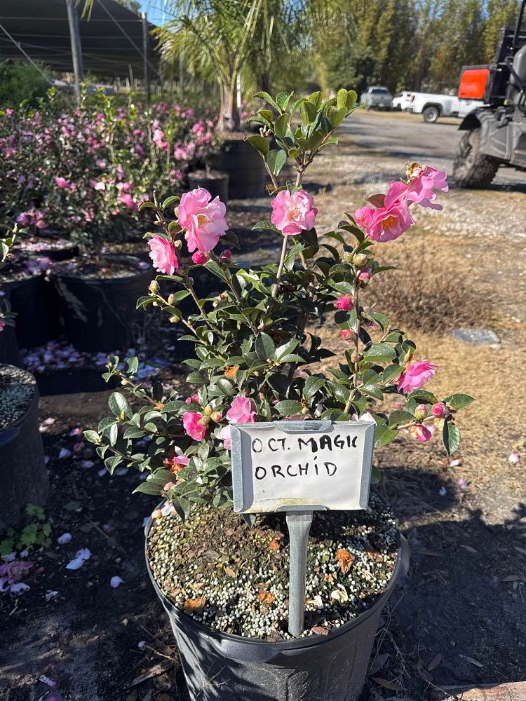 snow-camellia-october-magic-orchid