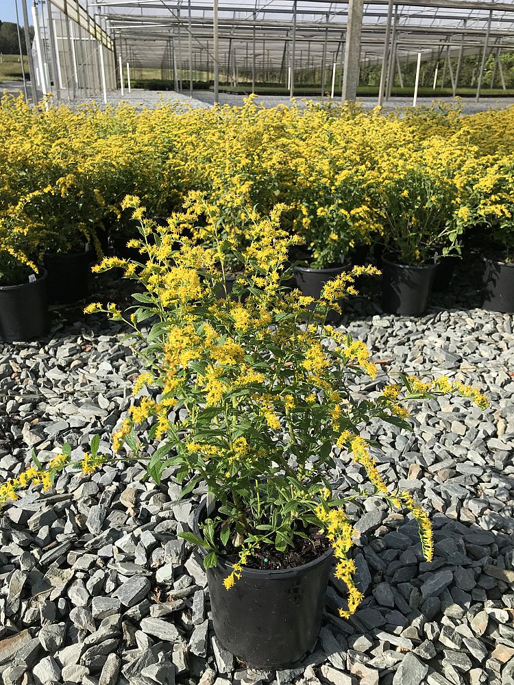 solidago-rugosa-fireworks