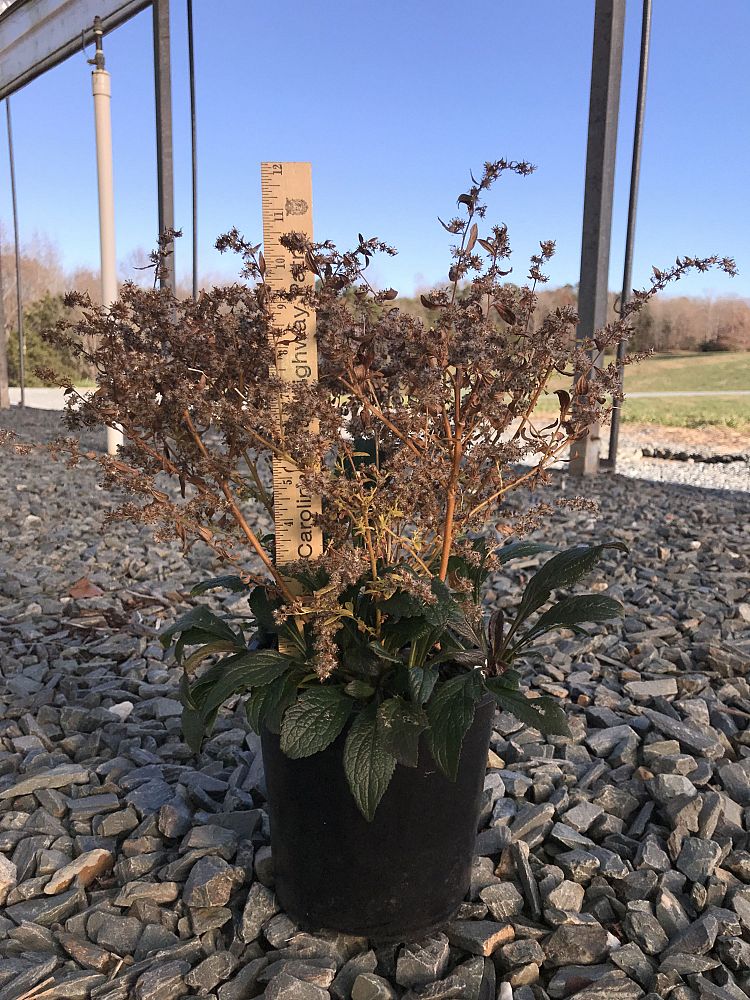 solidago-rugosa-fireworks