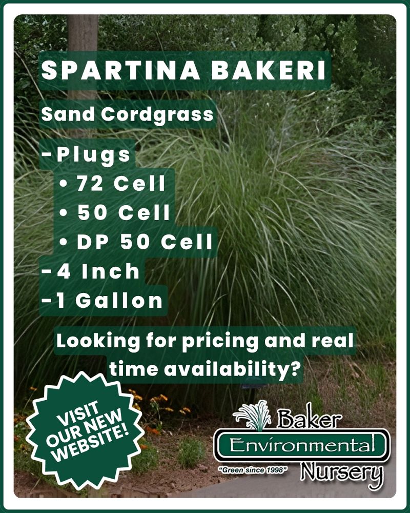 spartina-bakeri-sand-cordgrass